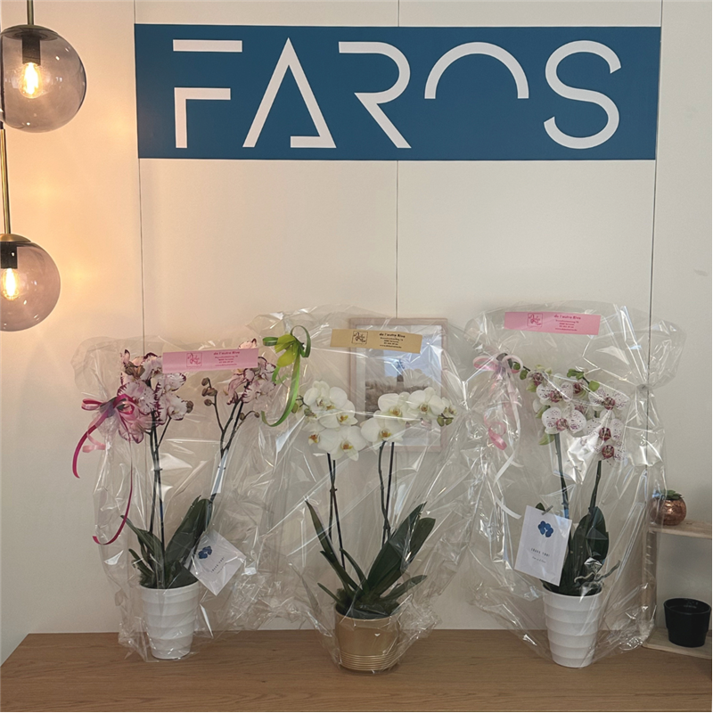 Faros WINK